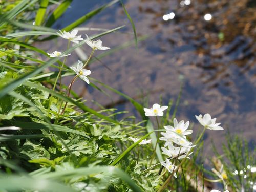 Anemonastrum flaccidum, photograph 5