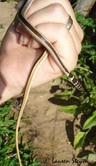 Psammophis angolensis