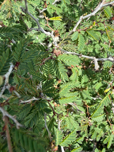 Rio Grande Stickpea