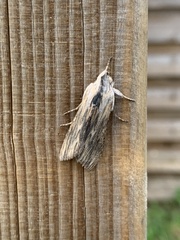 Cucullia chamomillae