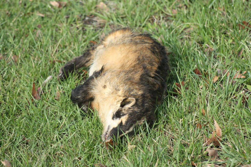 American Badger from Boone County, IL, USA on April 12, 2020 at 0840