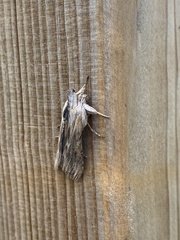 Cucullia chamomillae