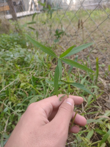Pascalia glauca, photograph 2