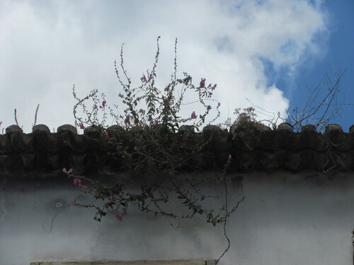 Antirrhinum linkianum, photograph 6