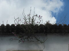 Antirrhinum linkianum, photograph zebedeugalinha, CC BY, iNaturalist via GBIF