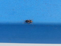 Scolopostethus affinis