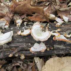 Fungi