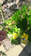 Chelidonium majus