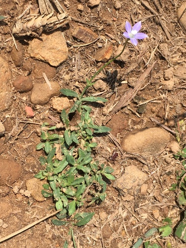 Wahlenbergia marginata