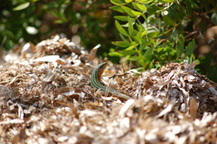 Podarcis pityusensis