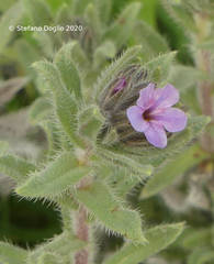 Alkanna strigosa