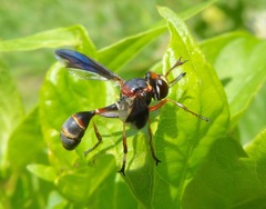 Physocephala sagittaria
