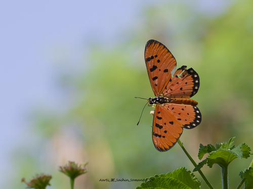 Tawny Coster, Pashan, Pune, Maharashtra, India, photo 10 of 10