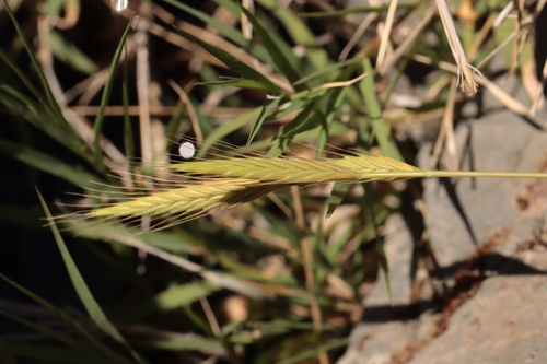 Brachypodium distachyon