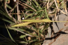 Brachypodium distachyon