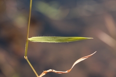 Brachypodium distachyon, photograph (c) Noé Fleury Frouart, some rights reserved (CC BY)