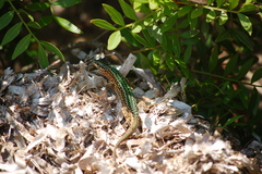 Podarcis pityusensis