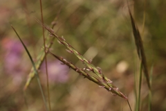 Andropogon distachyos