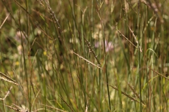 Andropogon distachyos, photograph (c) Noé Fleury Frouart, some rights reserved (CC BY)