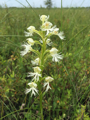 Platanthera leucophaea