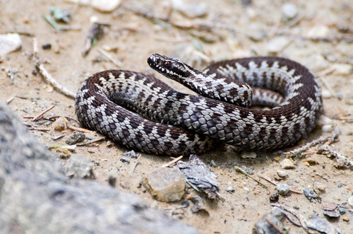 Adder