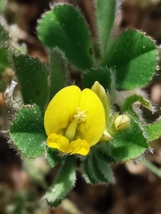 Medicago minima
