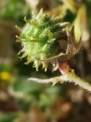 Medicago minima