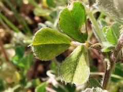 Medicago minima