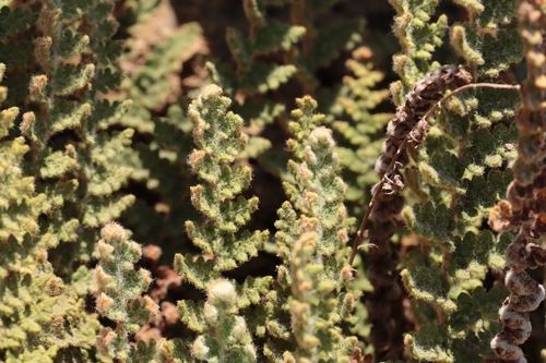 Cosentinia vellea, photograph 3