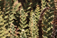 Cosentinia vellea, photograph (c) Noé Fleury Frouart, some rights reserved (CC BY)
