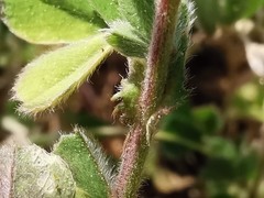 Medicago minima