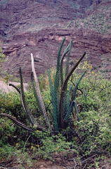 Cereus aethiops