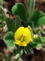 Medicago minima