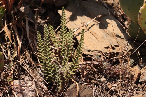 Cosentinia vellea, photograph 5