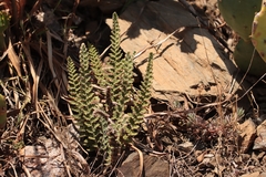 Cosentinia vellea, photograph (c) Noé Fleury Frouart, some rights reserved (CC BY)