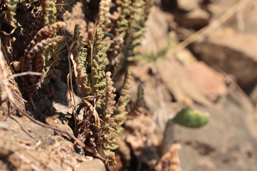 Cosentinia vellea, photograph 6