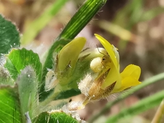 Medicago minima