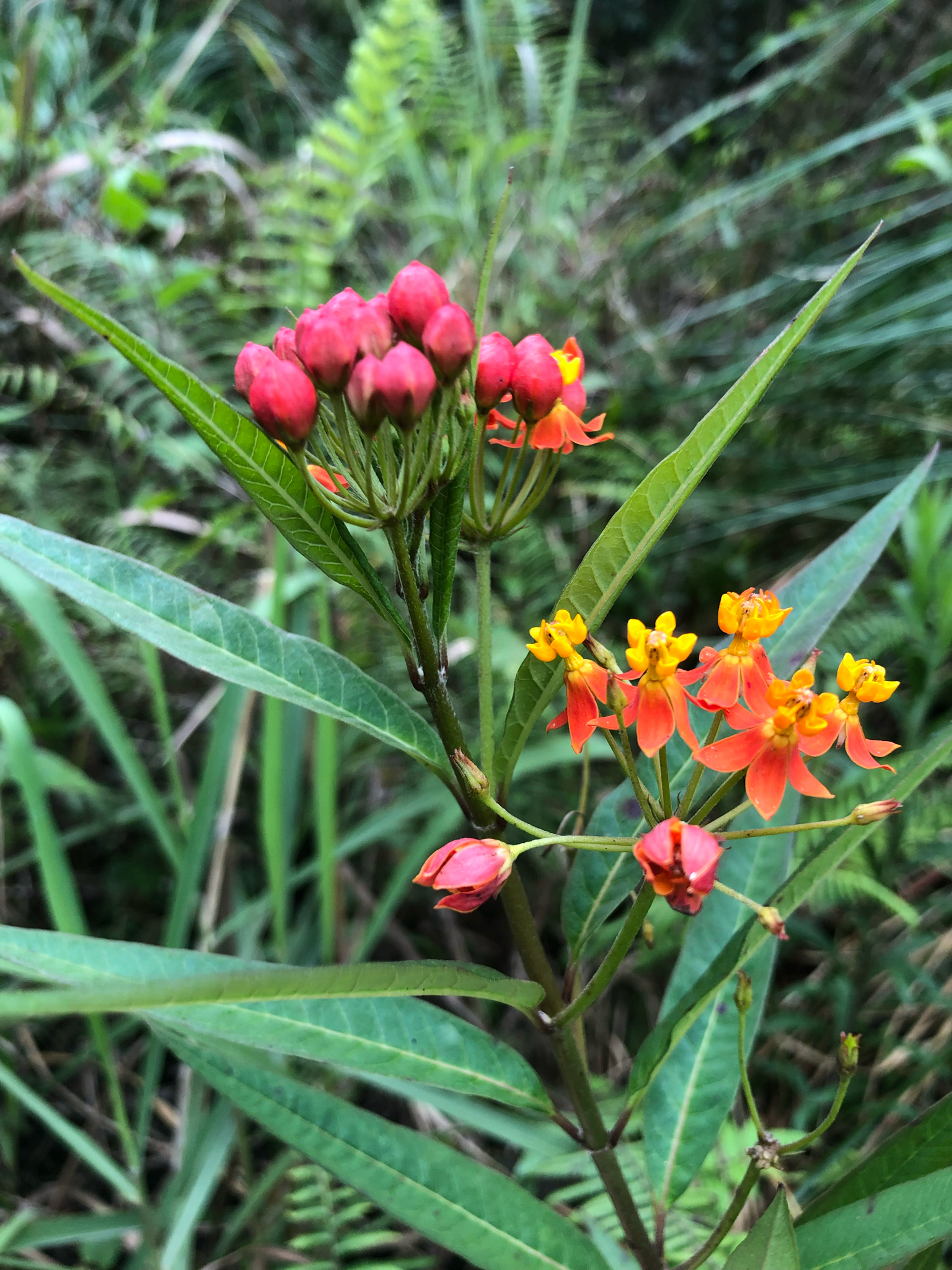 Asclepias curassavica