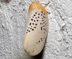 Poekilloptera phalaenoides