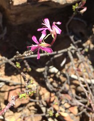Pelargonium karooicum