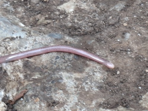 Coffee Worm Snake