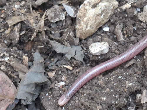 Coffee Worm Snake