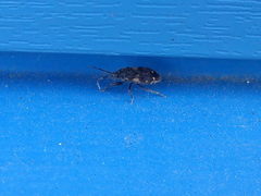 Eremocoris podagricus