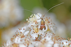 Adela australis