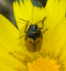 Cryptocephalus rugicollis