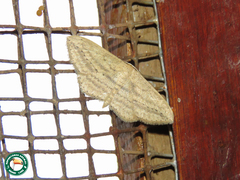 Scopula internataria