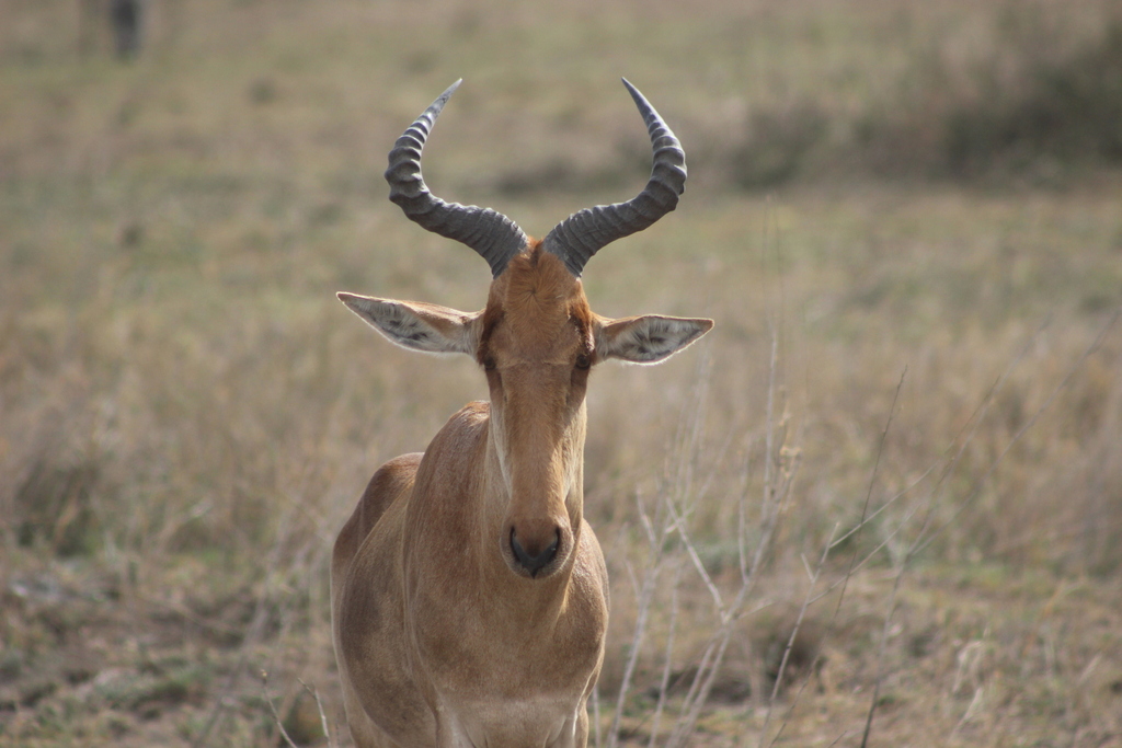 Coke’s hartebeest, Serengeti, Tanzania, photographed by eggewavy