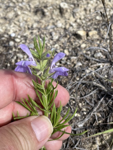 Salvia engelmannii, photograph 6