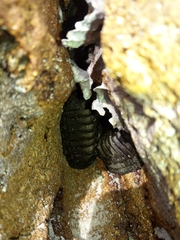 Chiton stokesii