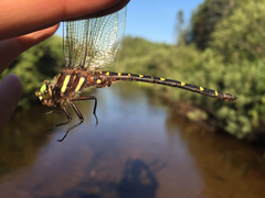 Cordulegaster maculata